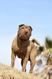 SHAR-PEI 683